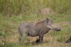 Kabwoya Wildlife Reserve