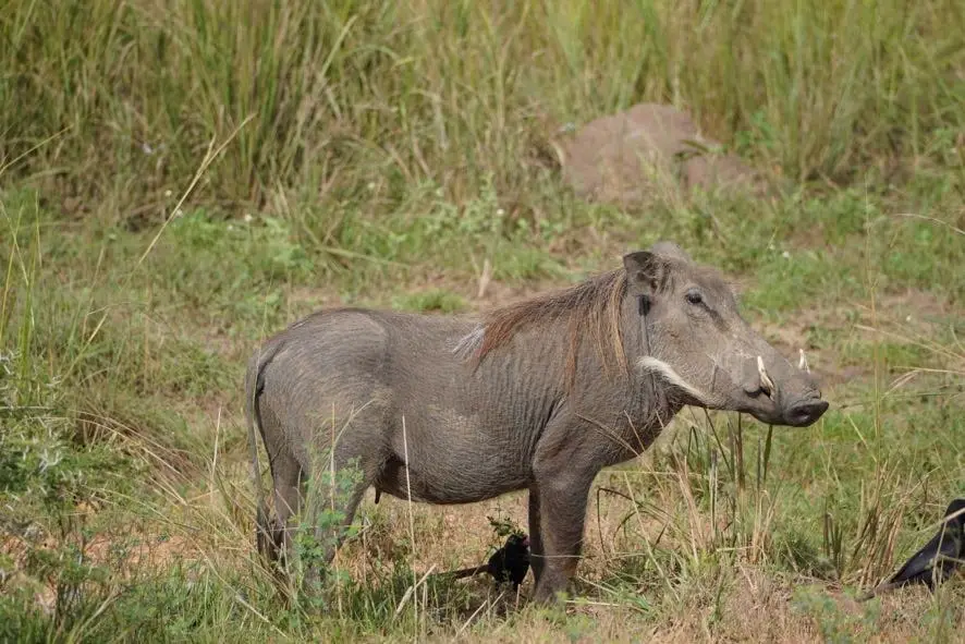 Kabwoya Wildlife Reserve