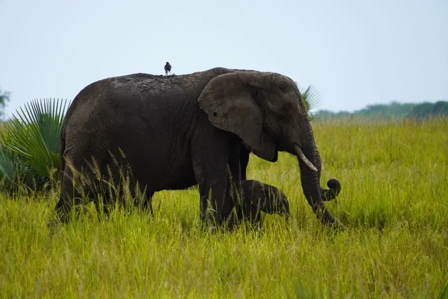 7 Days Best Uganda Gorilla and Game Viewing Tour