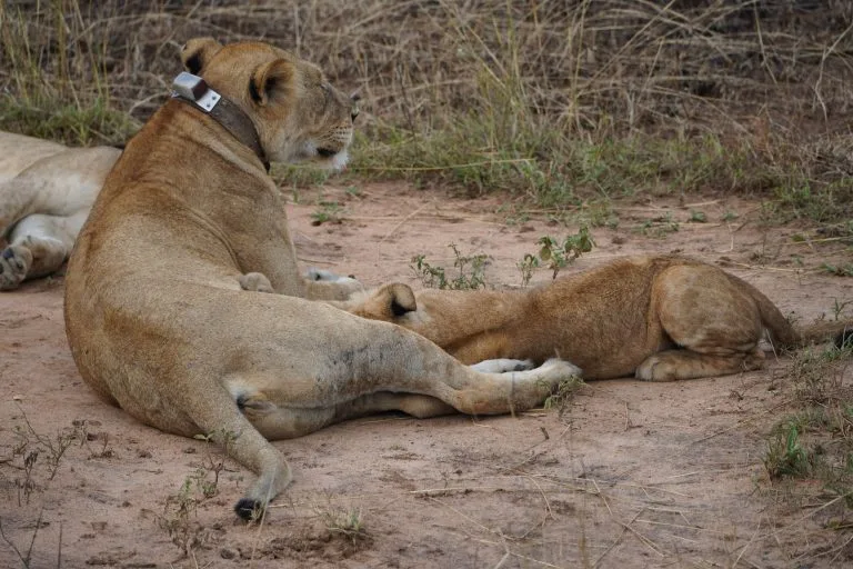 9 Days Uganda Primate and Wildlife Safari