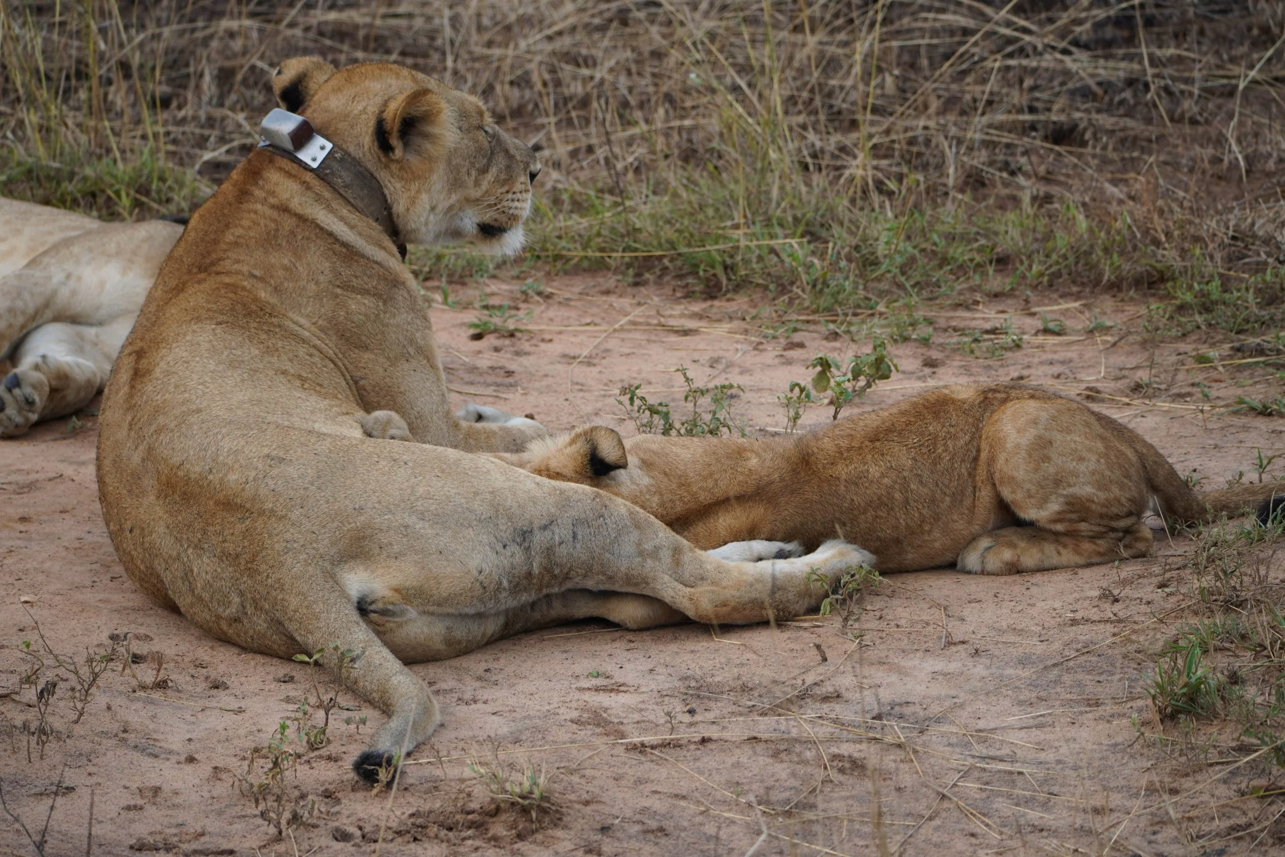 9 Days Uganda Primate and Wildlife Safari