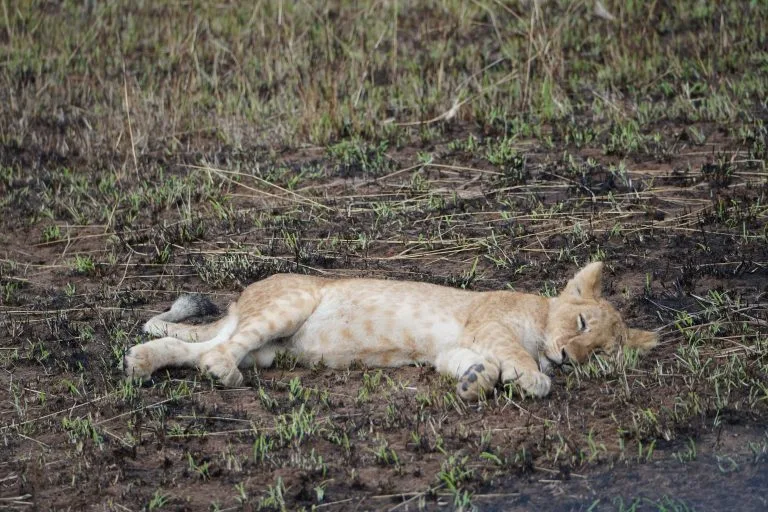 10 Days Masai Mara Gorilla & Chimpanzee Safari