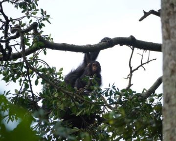 1 Day Ngamba Island Chimpanzee Sanctuary Tour