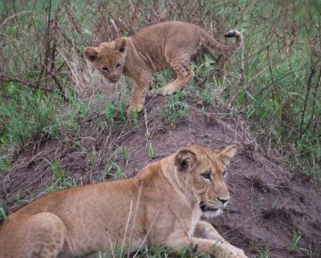 3 Days Masai Mara Safari