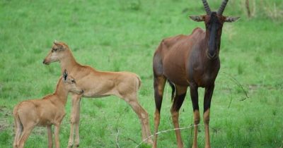 Lake Mburo National Park