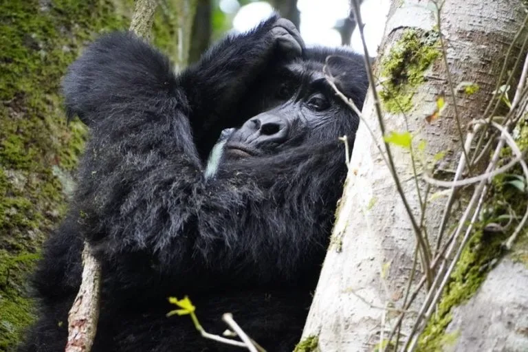 3 Days Gorilla Habituation Safari from Entebbe