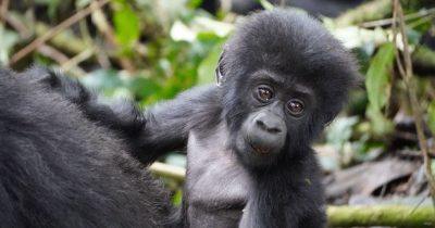 Where to buy gorilla permits in Rwanda