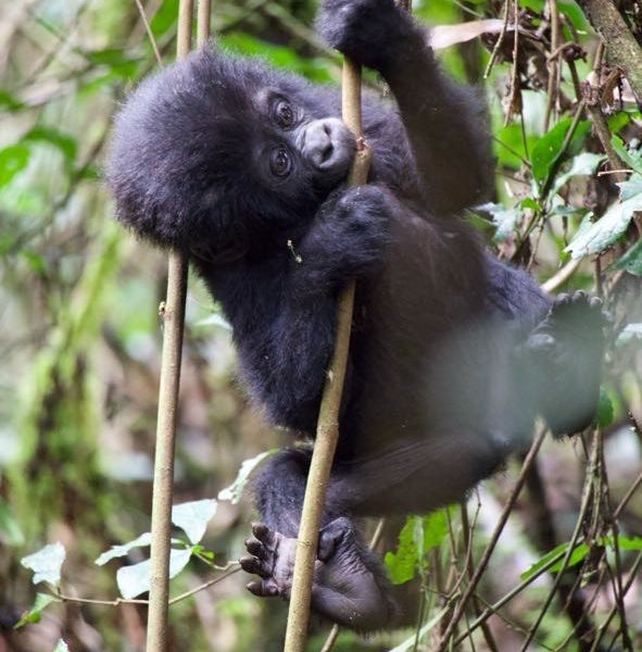 3 Days Bwindi gorilla trekking safari from Kampala