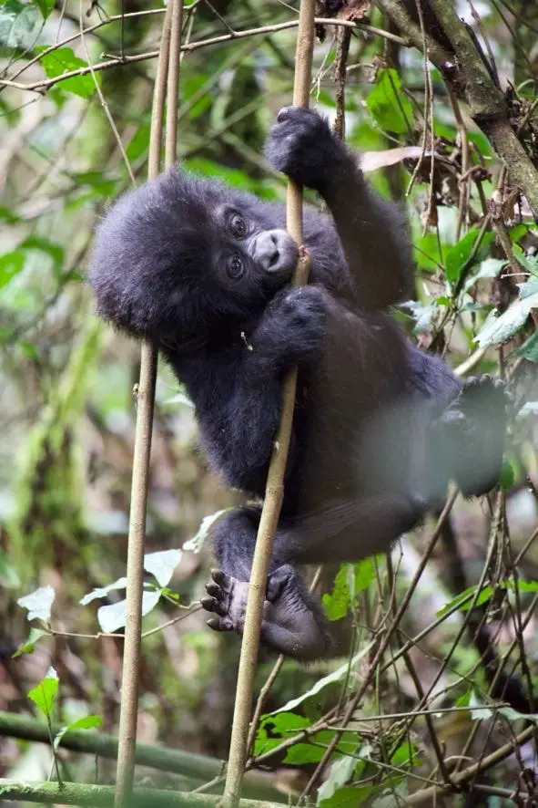 3 Days Bwindi gorilla trekking safari from Kampala