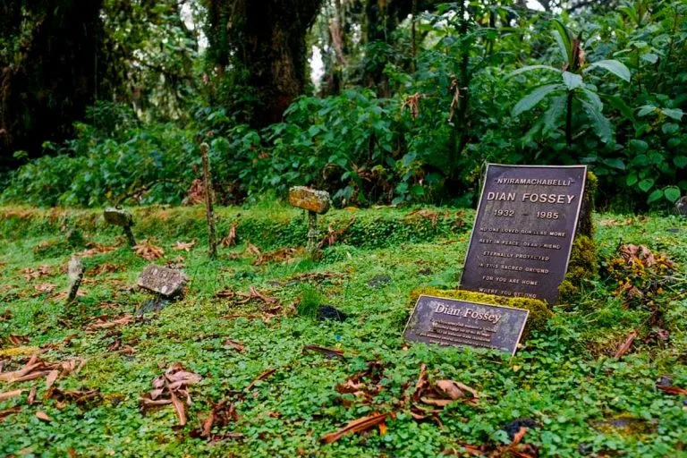 3 Days Gorilla Trekking & Dian Fossey Hike