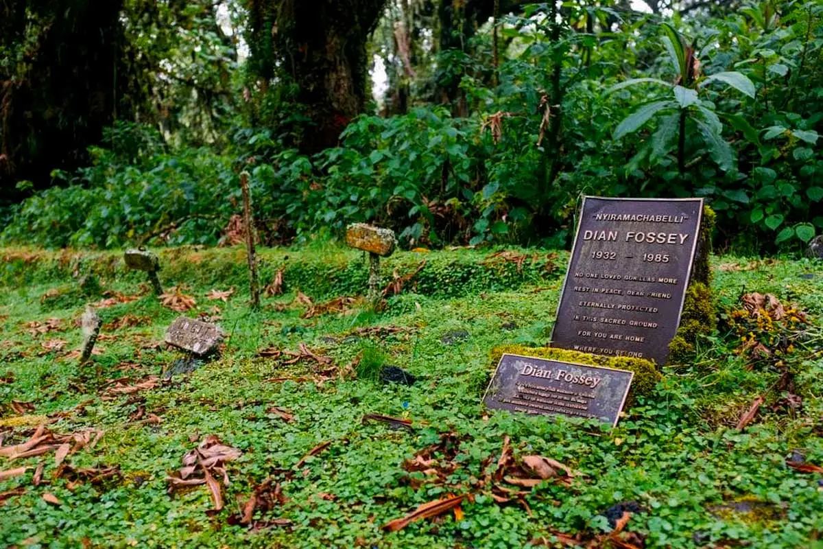 3 Days Gorilla Trekking & Dian Fossey Hike
