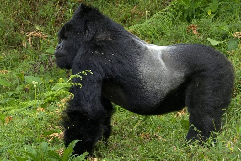 2 Days Congo Gorilla Trekking from Kigali