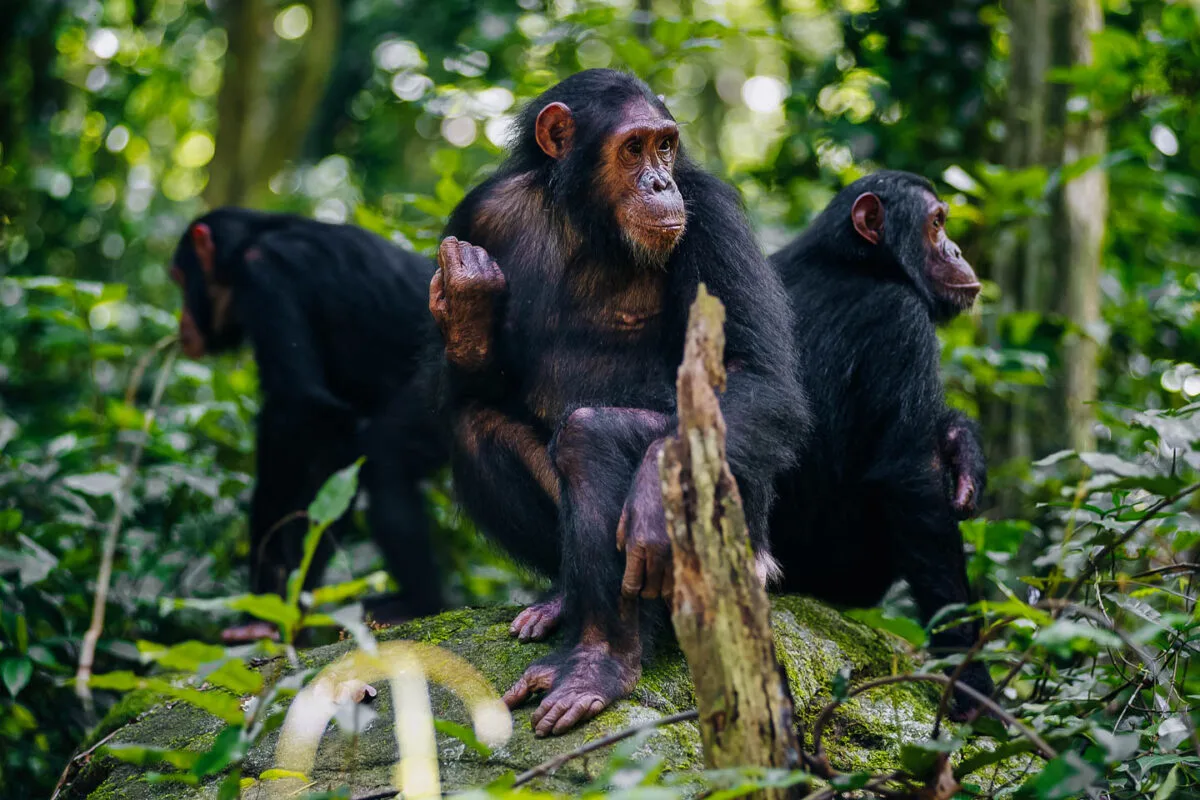 5 Days Chimpanzee and Gorilla Habituation Safari
