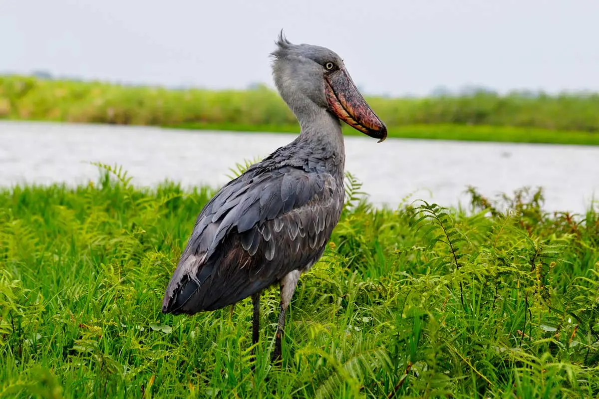 Mabamba Wetland