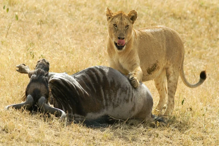 5 Days Serengeti and Ngorongoro Safari