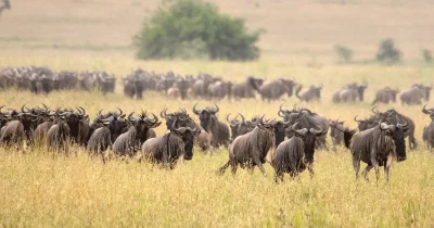 3 Days Tanzania Wildebeest Migration Safari