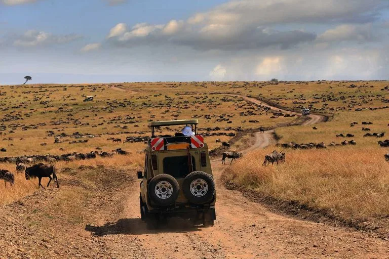 Tanzania the best Safari Destination