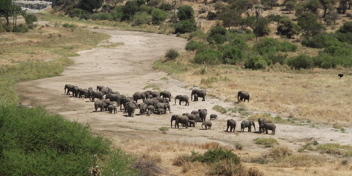 6 Days Tarangire Serengeti & Ngorongoro Tour