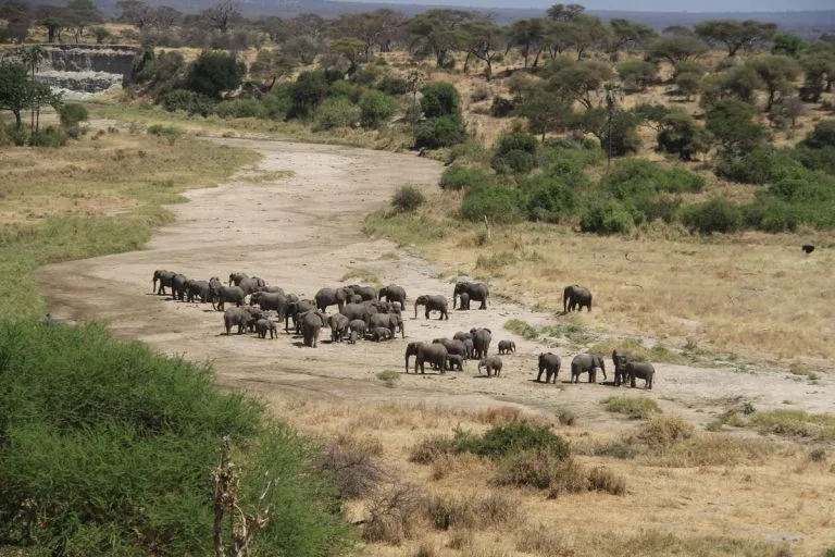 6 Days Tarangire Serengeti & Ngorongoro Tour