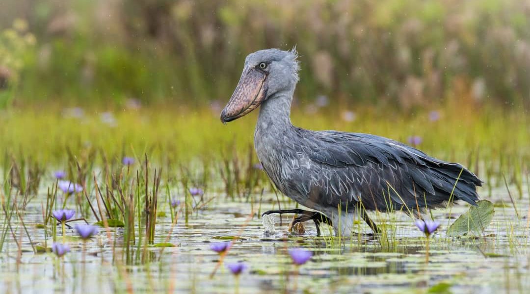 Mabamba Wetland