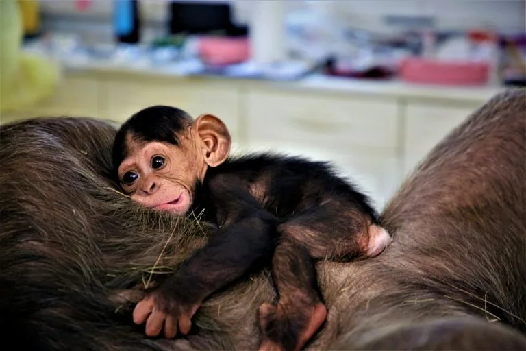 Ngamba Island Chimpanzee Sanctuary