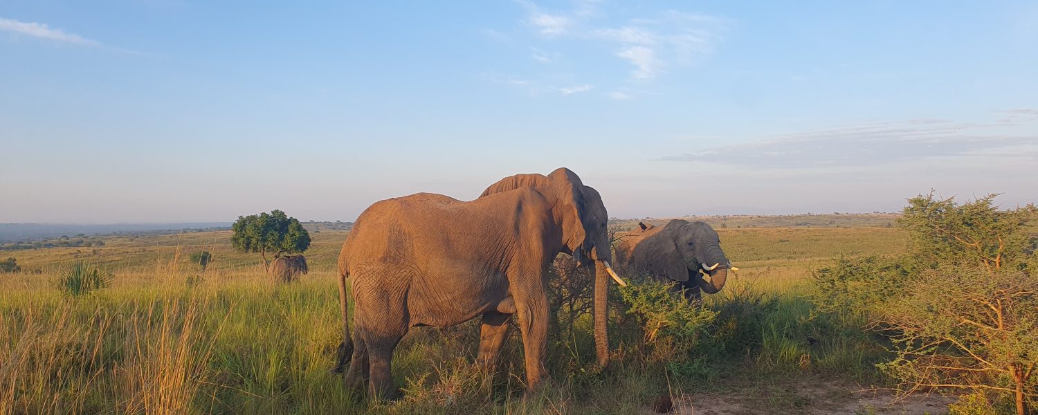 5 Days Tanzania Wildlife Luxury Safari