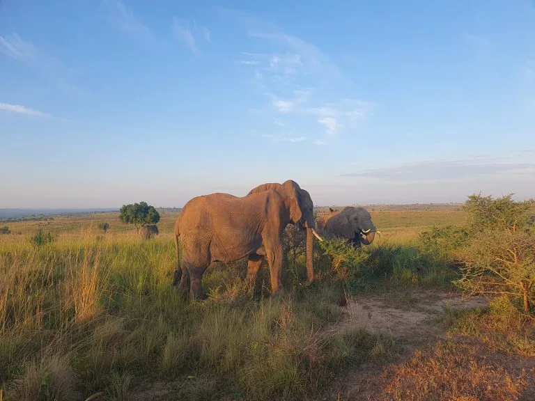 5 Days Tanzania Wildlife Luxury Safari