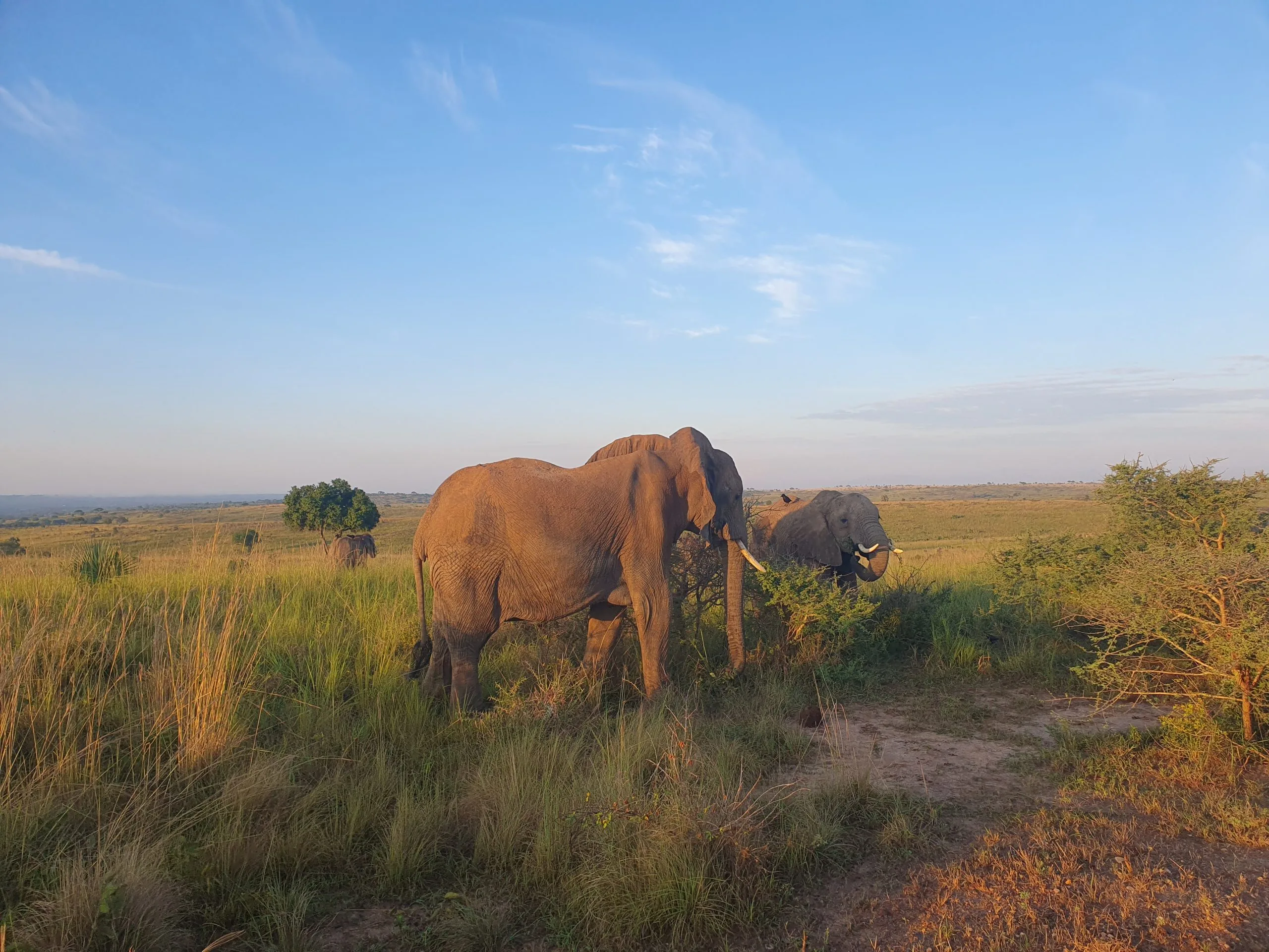 5 Days Tanzania Wildlife Luxury Safari