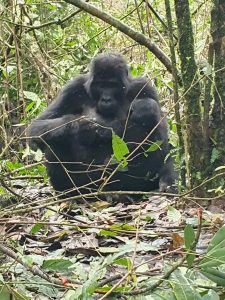 Gorilla Trekking Tour in Rwanda