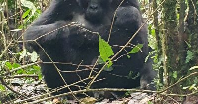 Gorilla Trekking Tour in Rwanda
