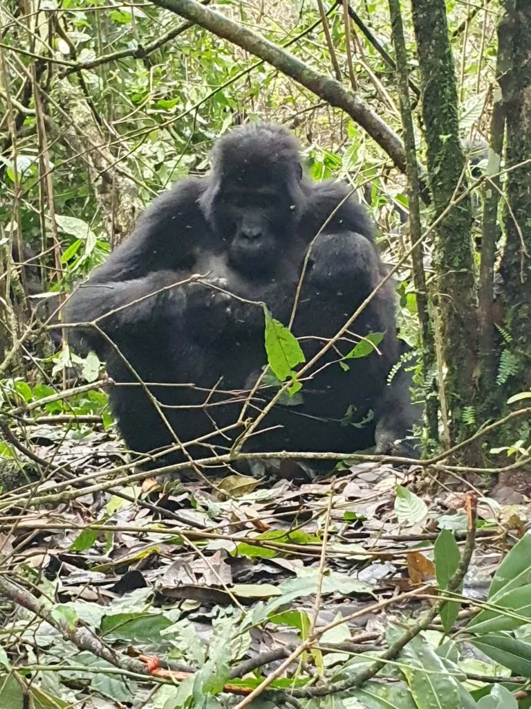 Gorilla Trekking Tour in Rwanda