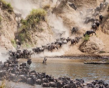 6 Days Masai Mara Wildlife and Gorilla Safari