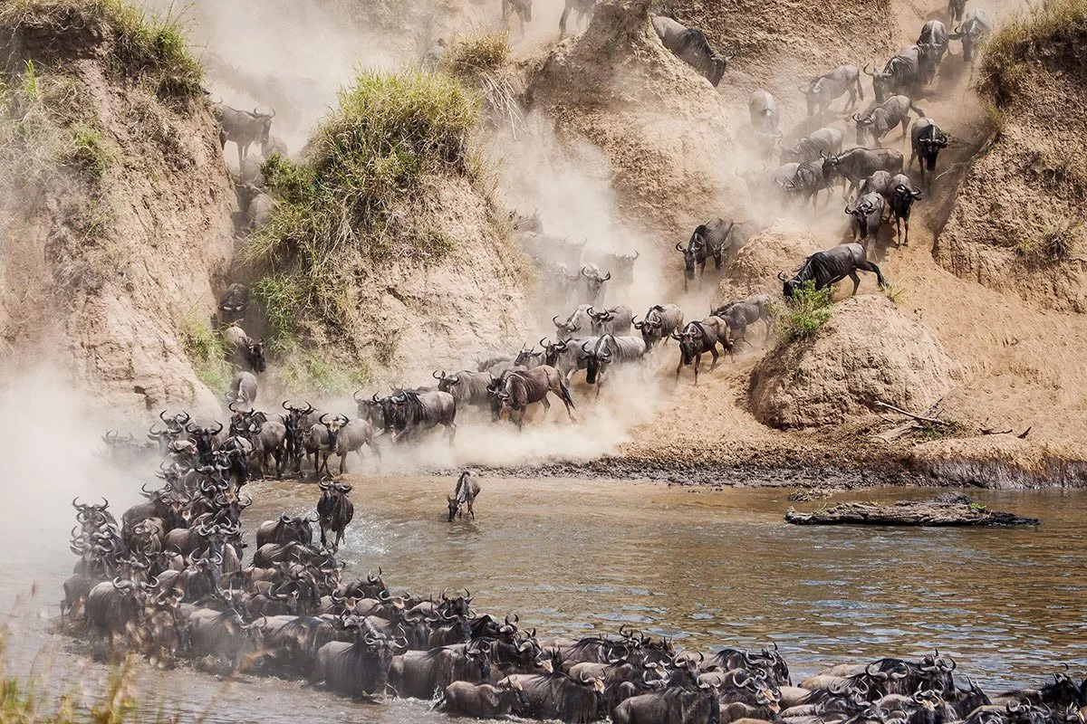 6 Days Masai Mara Wildlife and Gorilla Safari
