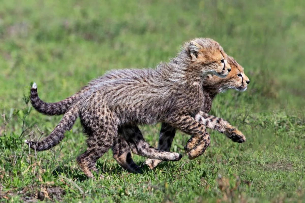 7 Days Masai Mara Gorilla & Chimpanzee Safari