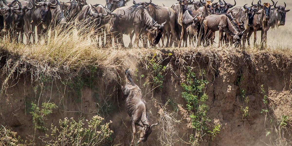Best Time to See Wildebeest Migration Native Africa Tours Best Time to See Wildebeest Migration Native Africa Tours