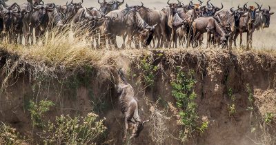 Best Time to See Wildebeest Migration