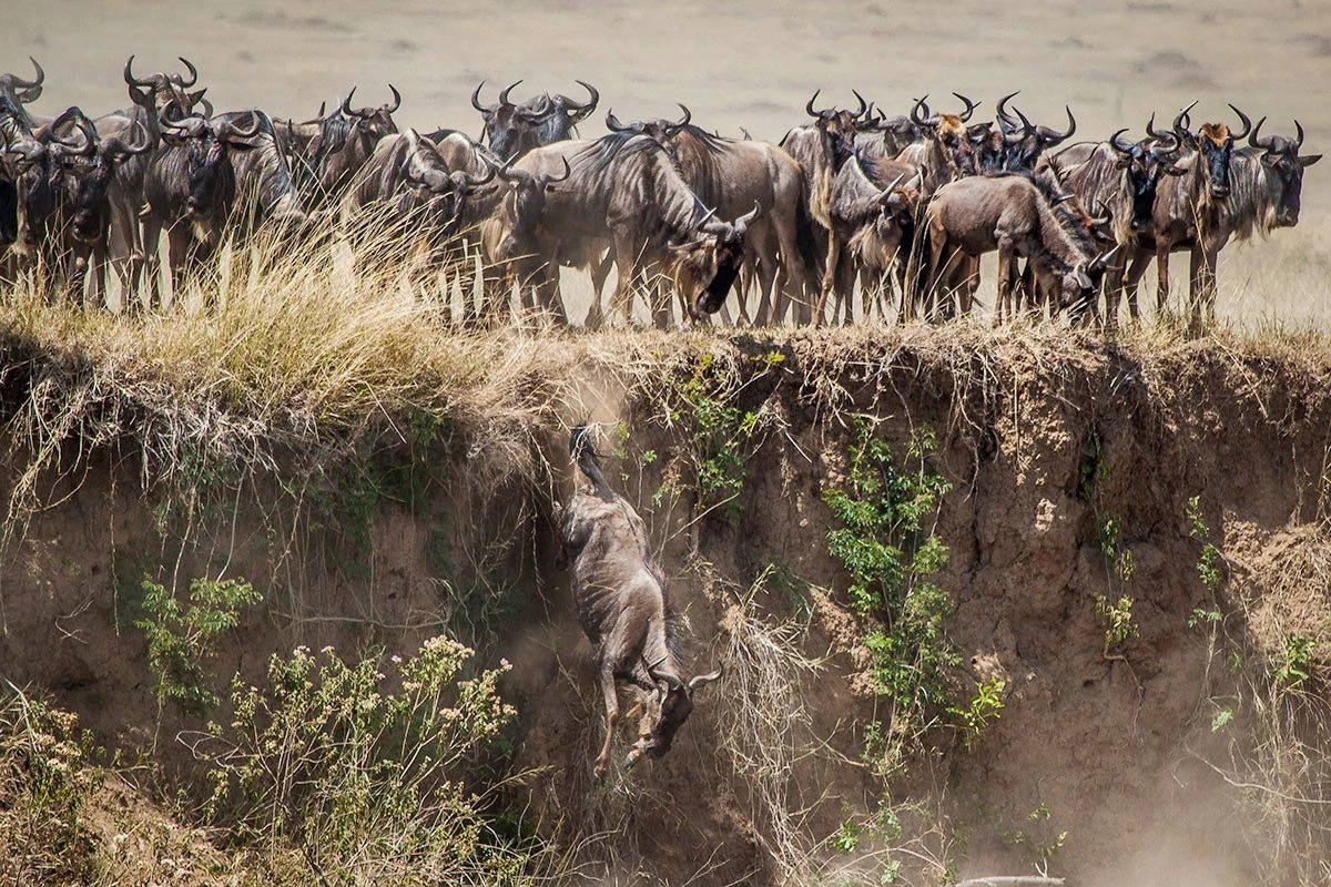 Best Time to See Wildebeest Migration