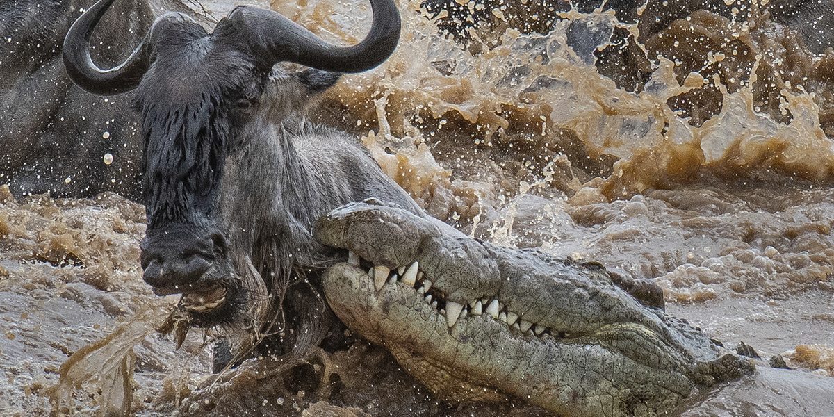 Best Place to See Wildebeest Migration