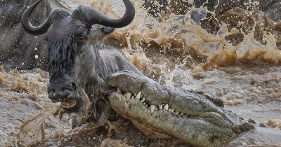 Best Place to See Wildebeest Migration