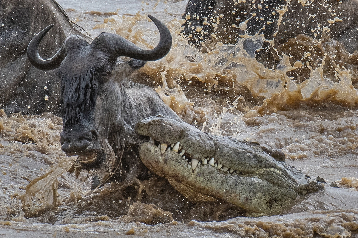 Best Place to See Wildebeest Migration