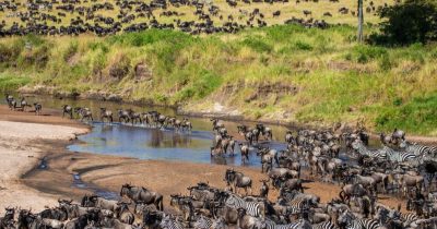 Best Time to Visit Kenya for a Safari