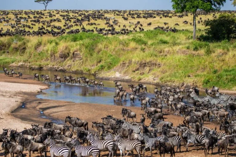 Best Time to Visit Kenya for a Safari