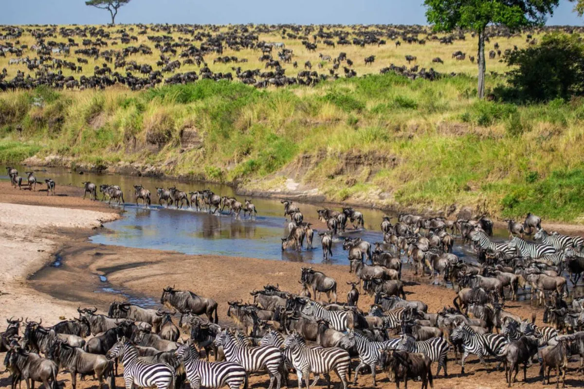 Best Time to Visit Kenya for a Safari