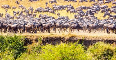 Best Time to Visit Masai Mara