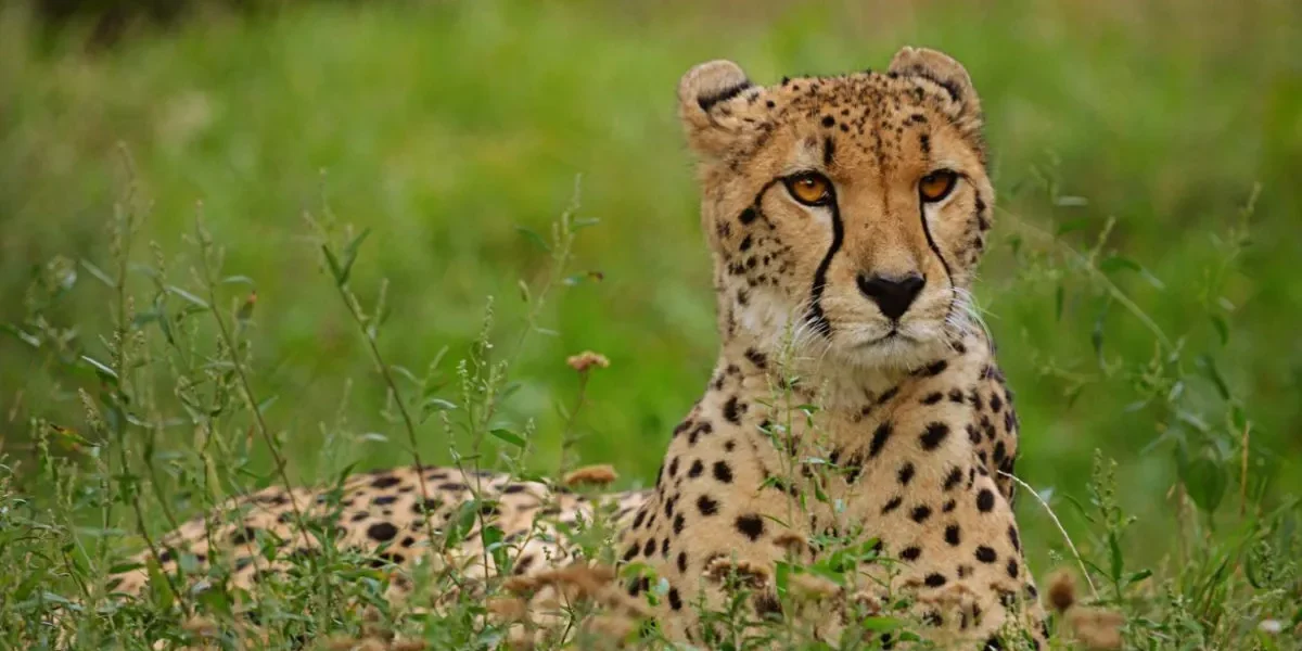 12 Days Kenya and Tanzania Wildlife Safari