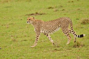 Kenya Wildlife Safaris