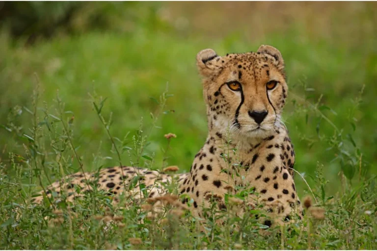 12 Days Kenya and Tanzania Wildlife Safari