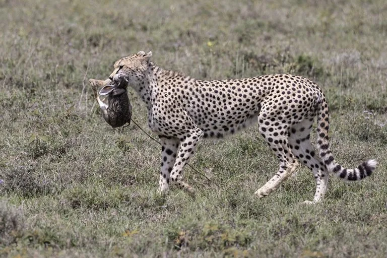 Cheetahs in Tanzania