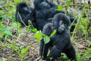Congo Gorilla Trekking Tours