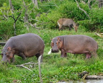 5 Days Queen Elizabeth and Gorilla Tour